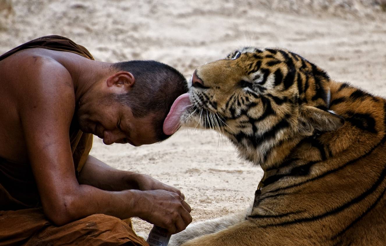 confiance-animal-tigre