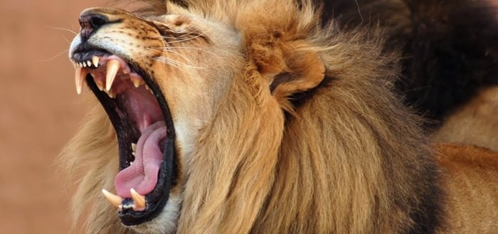 Avec la crise sanitaire, les organisations ont du faire évoluer leurs habitudes de travail et leurs pratiques de gestion, mais aussi les politiques de sécurité et de gouvernance. lion qui rugit