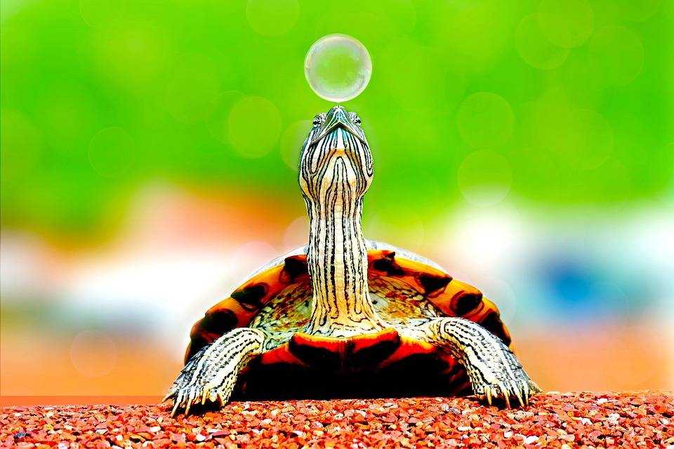 Attention à la surestimation de soi... (Pixabay / Pexels)