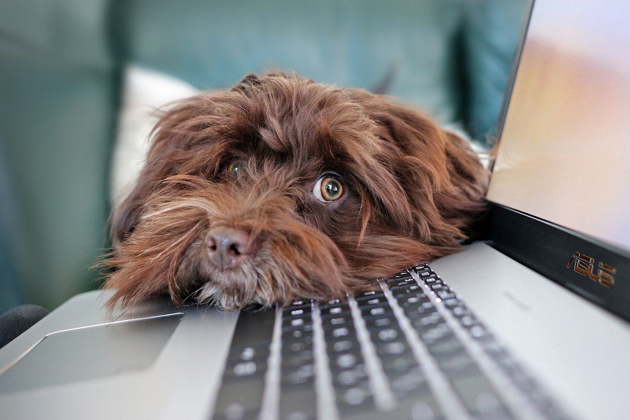 Le travail hybride va générer une forte demande de PC et de tablettes (Pixabay / MarlyneArt) Un tiers des travailleurs des connaissances sera en télétravail en 2022