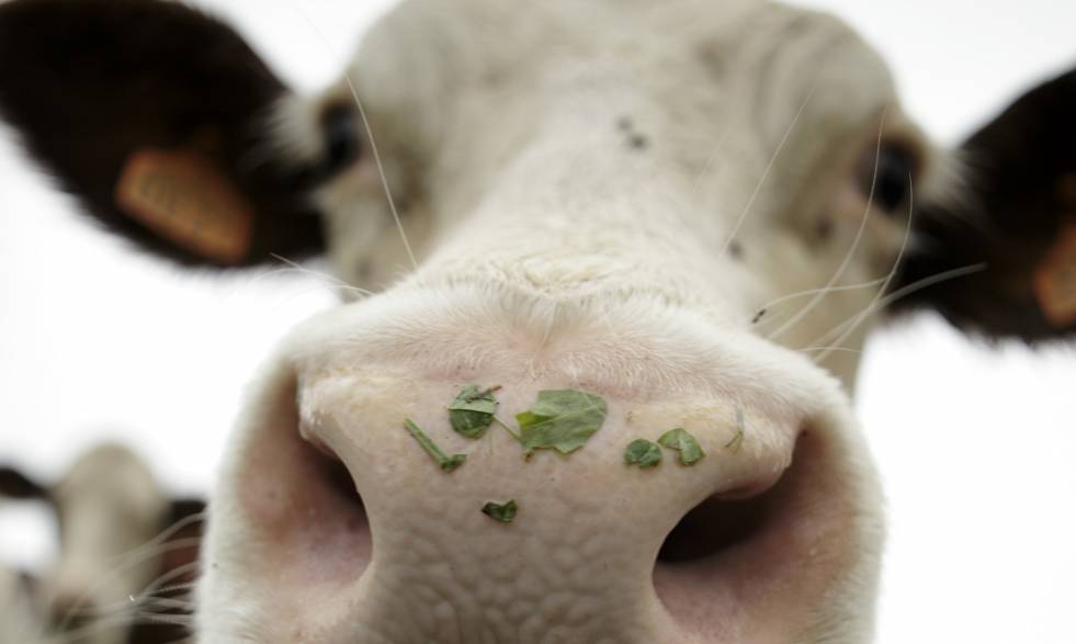 vache-cniel